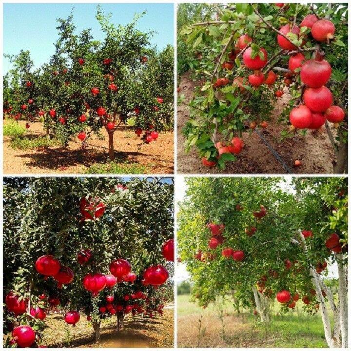 Cây giống Lựu lùn đỏ ai cập