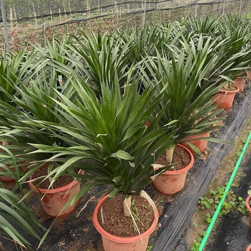 Cây Phát Tài Núi Một Thân