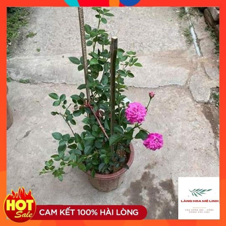 Hoa hồng bụi tím Blue Boy Rose cây rất thường xuyên cho hoa,mỗi đợt hoa tạo thành từng chùm.