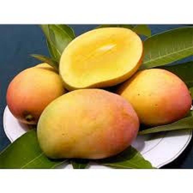 CÂY GIỐNG XOÀI ÚC SIÊU QUẢ- CAM KÊT GIỐNG CHUẨN F1