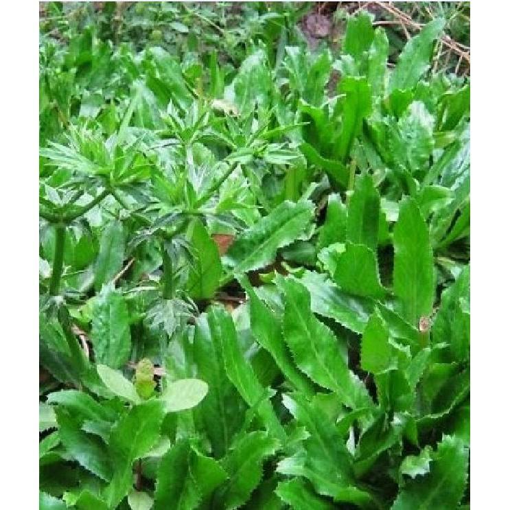 Hạt giống Ngò Gai – Mùi Tàu 2gr/gói