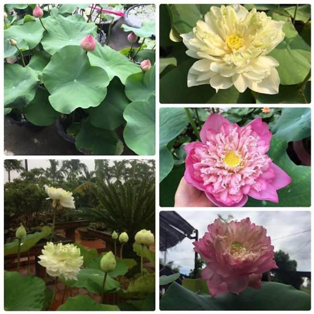Hạt giống hoa sen bách diệp mix màu-Gói 5 hạt
