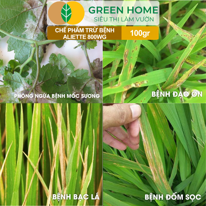 Chế Phẩm Trừ Bệnh Aliette 800WG GreenHome, Gói 100gr, Đặc Trị Thối Rễ, Lở Cổ Rễ, Xì Mủ Cho Cây Trồng