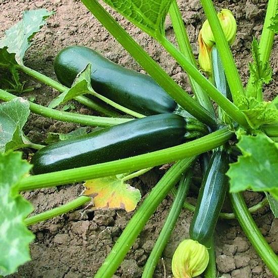 Hạt giống Bí Ngồi Xanh F1 - gói 2g. Trồng Từ tháng 3 đến tháng 5 năm sau