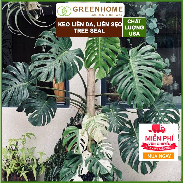 Keo liền sẹo cho cây Tree Seal, chai 100gr, hỗ trợ chiết cành, tạo dáng, bảo vệ vết cắt |Greenhome