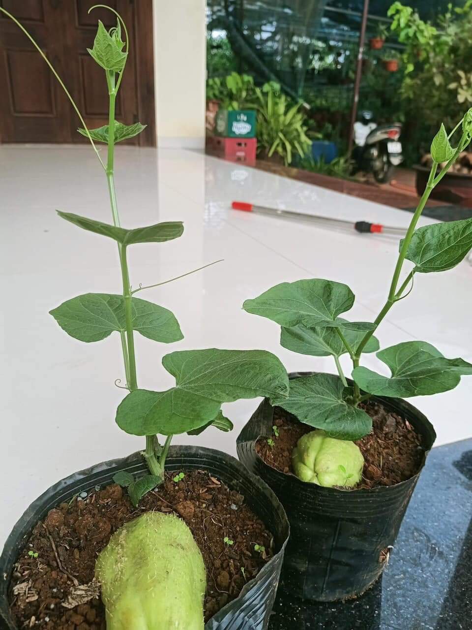 Cây giống su su siêu ngọn gửi cây y hình