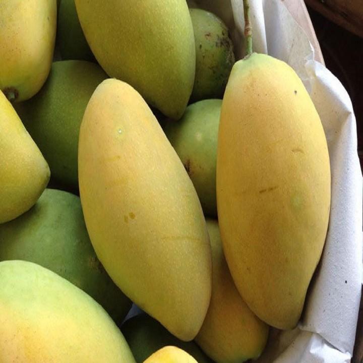 CÂY GIỐNG XOÀI THÁI SIÊU QUẢ
