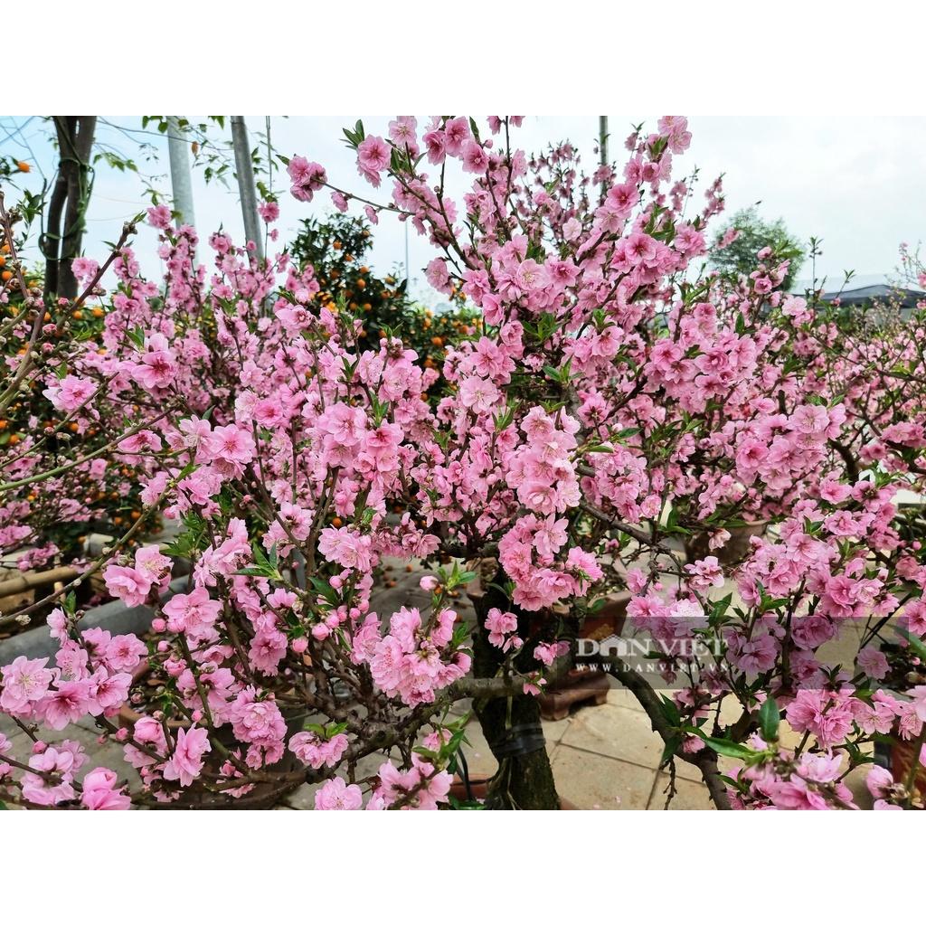 Cây đào mộc châu - cây giống