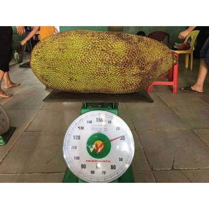 Cây giống mít malai trái dài siêu to khổng lồ 1 năm có trái