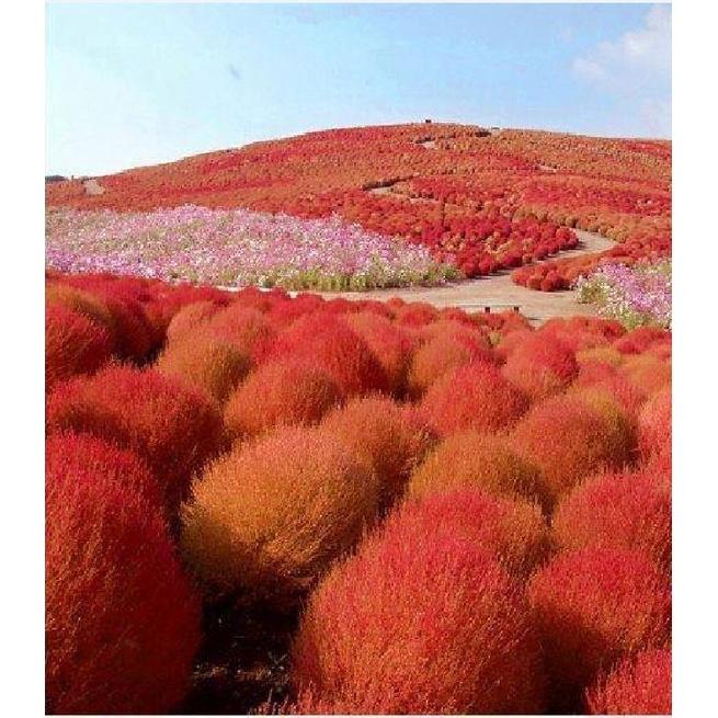 Hạt giống cỏ đổi màu kochia Nhật Bản -1 gói 50 hạt