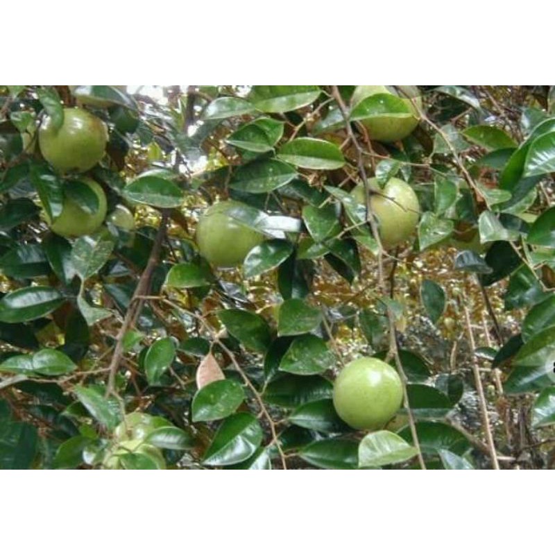 Cây giống Vú Sữa lò rèn giống .