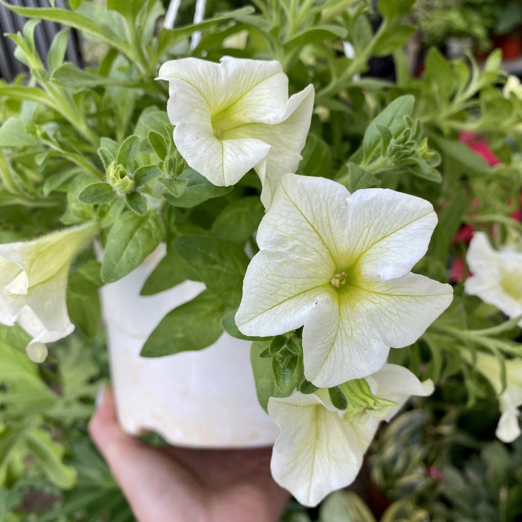 Hạt Giống Dạ Yến Thảo Mix F1 - 100 hạt