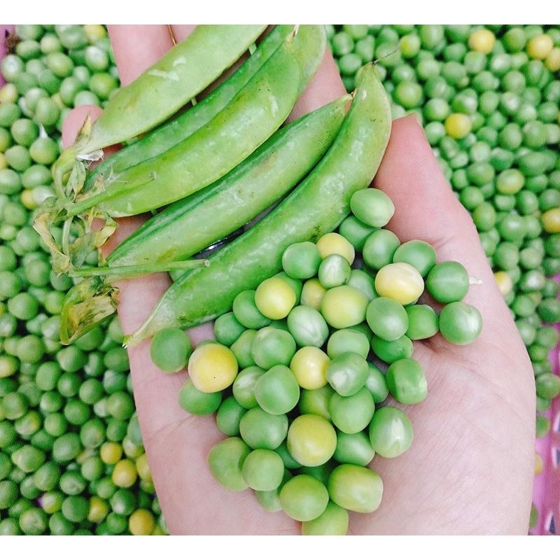 Hạt Giống Đậu Hà Lan Chuyên Lấy Hạt F1 Năng Xuất Cao Gói 20G - Khu Vườn Ban Công