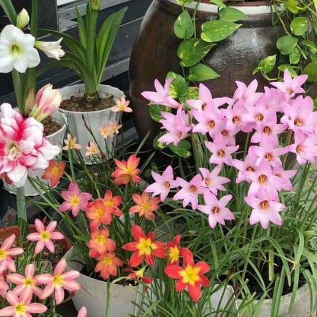 Củ giống HOA HUỆ MƯA ngoại -củ size to, có đủ màu tùy chọn