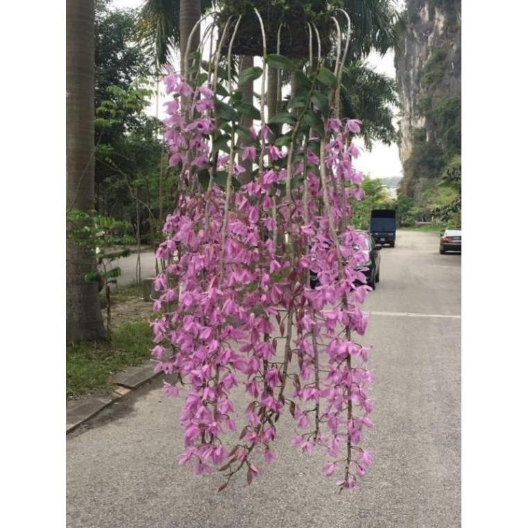 Hawai trắng tím cây giống