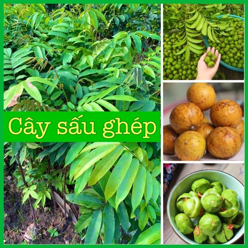 Cây sấu ghép cao 70-90 cm 1 năm ra quả