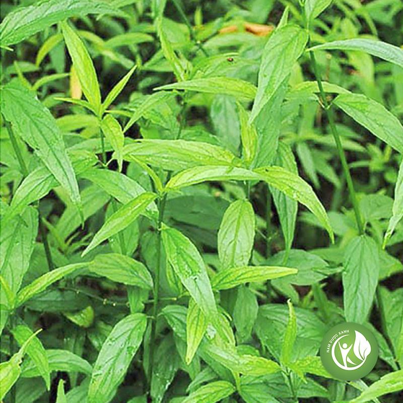 Bầu cây giống rau mảnh cộng - bầu giống nhỏ