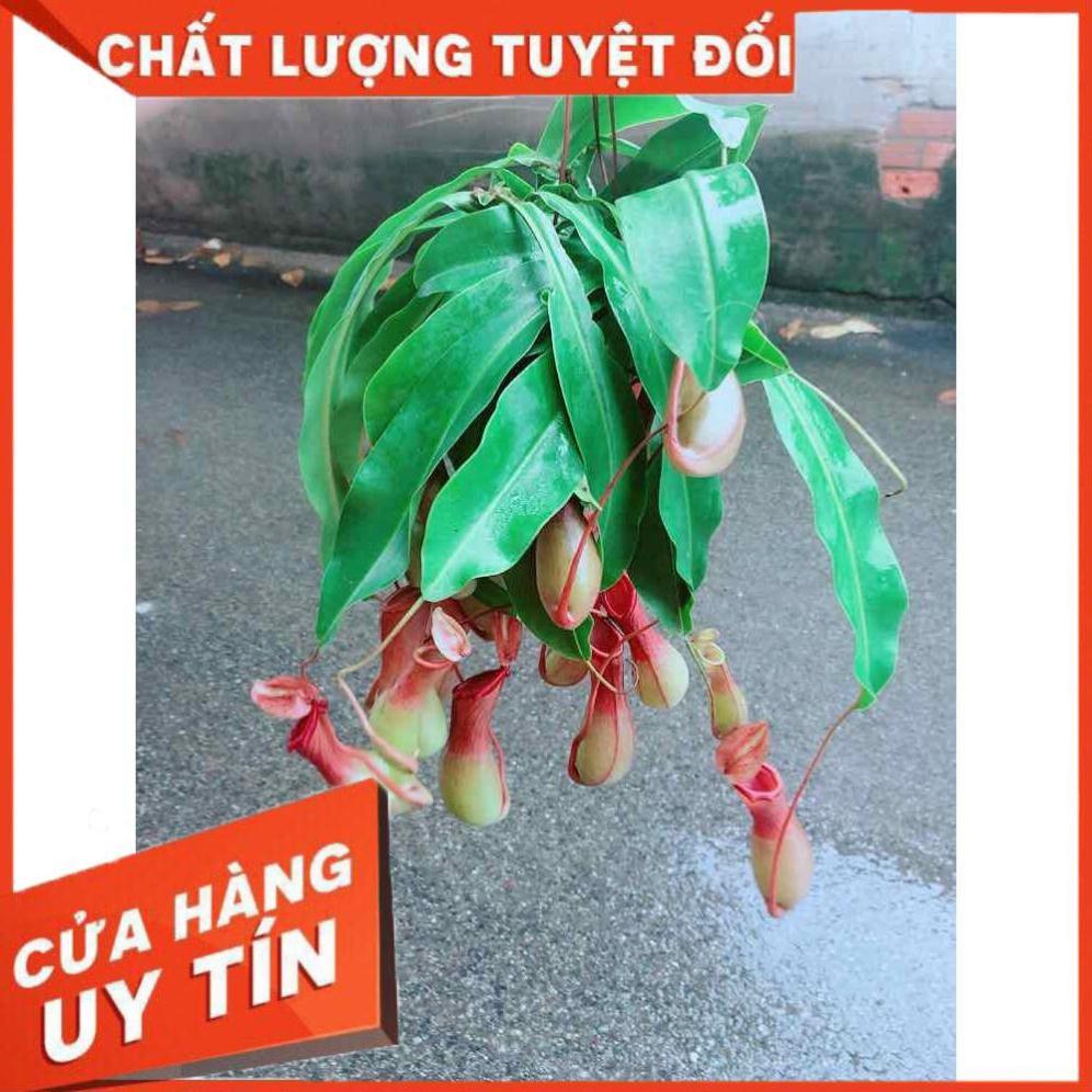 Chậu Nắp Ấm Hàng Đẹp Nhiều Người Mua