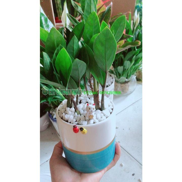 Chậu Cây Kim Tiền Thái Để Bàn