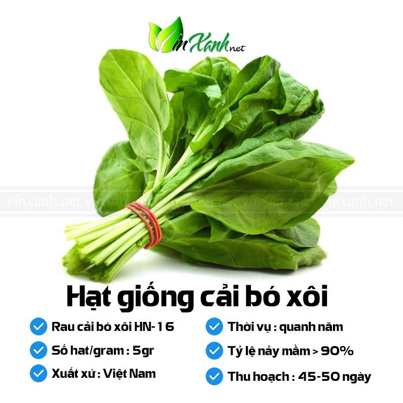 Hạt giống cải bó xôi- giống Công ty Tuyển chọn cho năng suất cao sinh trưởng khỏe NGUYÊN GÓI