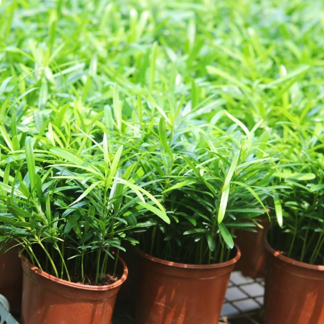 Cây tùng la hán để bàn phong thuỷ