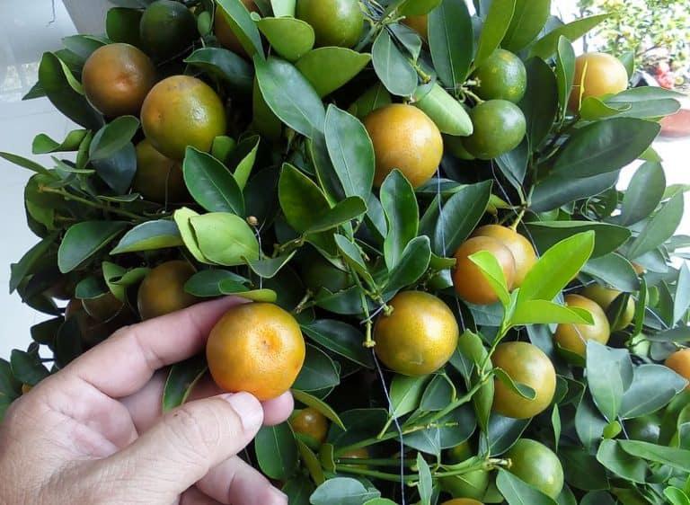 CÂY QUẤT GIỐNG.