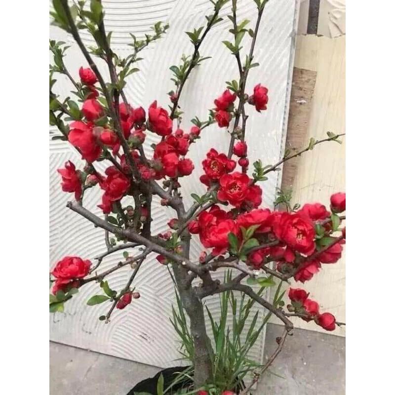 CÂY HOA MAI ĐỎ NHẬT ĐANG NỤ NỞ HOA TẾT