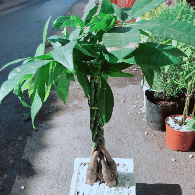 Chậu Kim Ngân 5 Thân