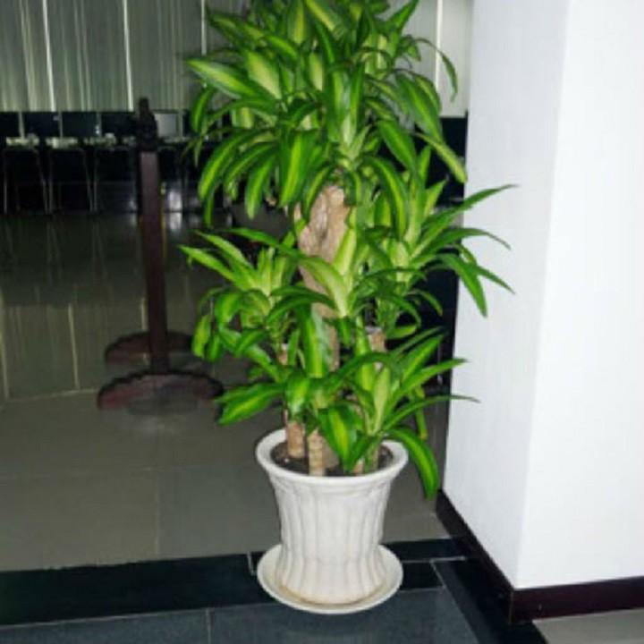 Chậu thiết ghép cây phong thủy