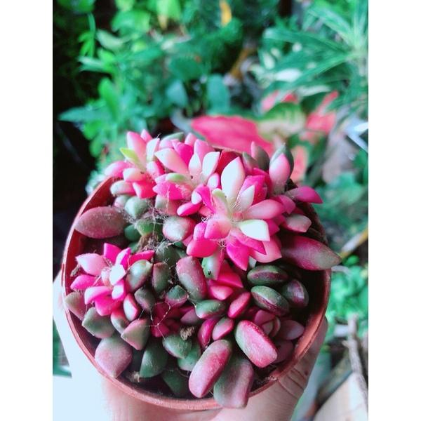 Sen Đá Thạch Đỏ