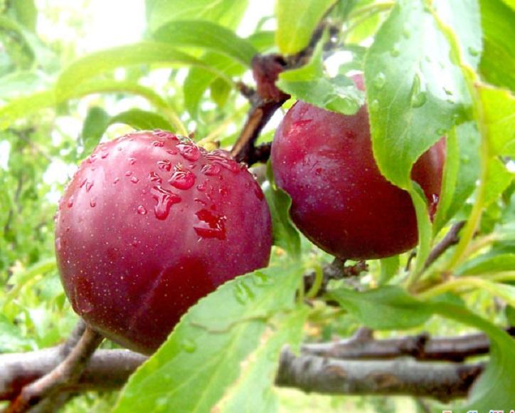 Cây giống MẬN TÍM - SIÊU QUẢ, QUẢ TO, NGON NGỌT