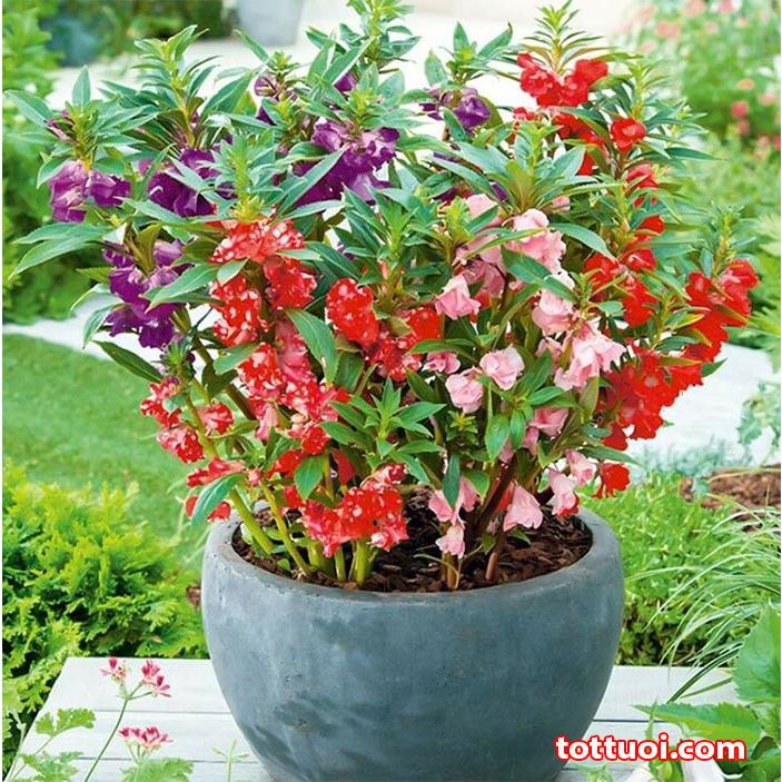 Hạt Giống Hoa Móng Tay Kép Nhiều Màu -