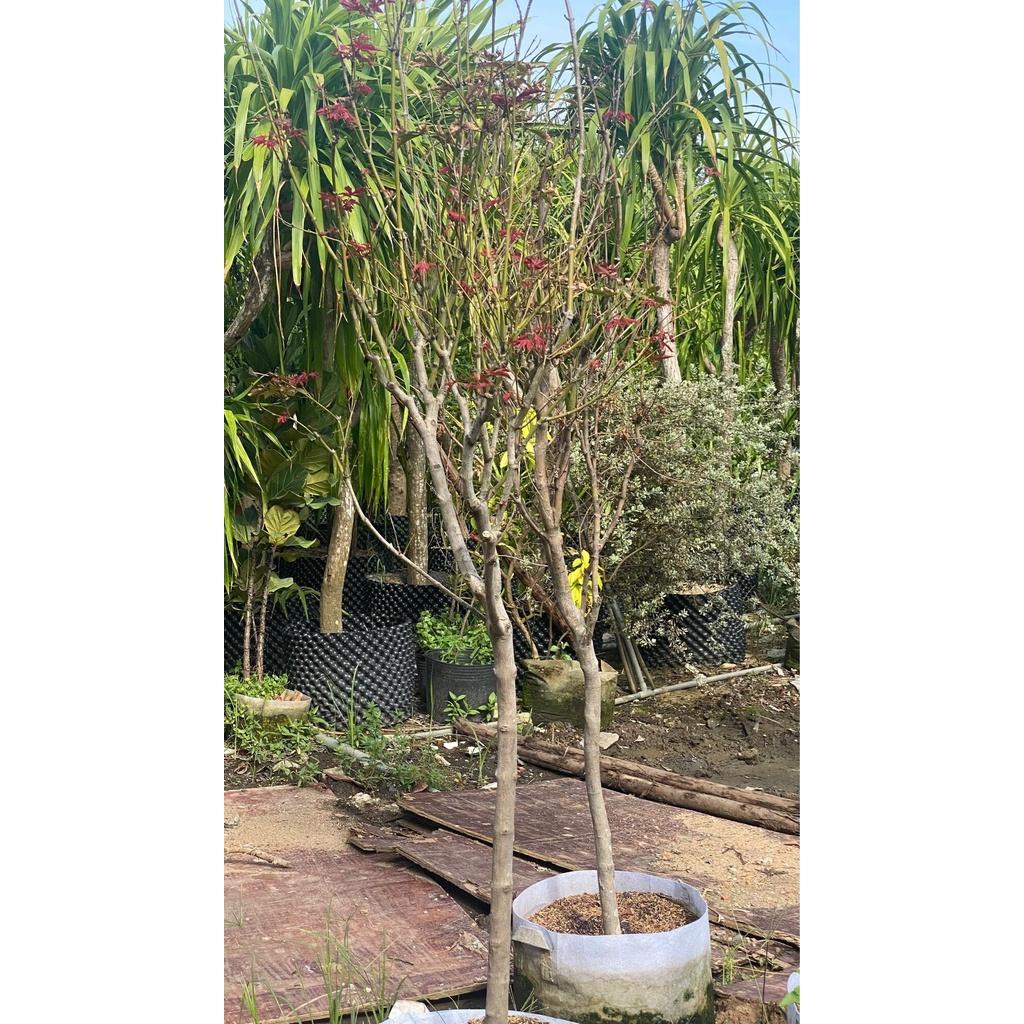 Cây Phong Lá Đỏ Lớn