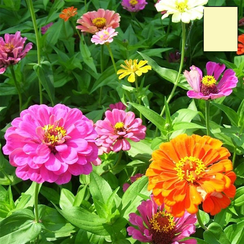 Hạt giống Hoa Cúc Magic F1 - Nảy mầm cao Titapha