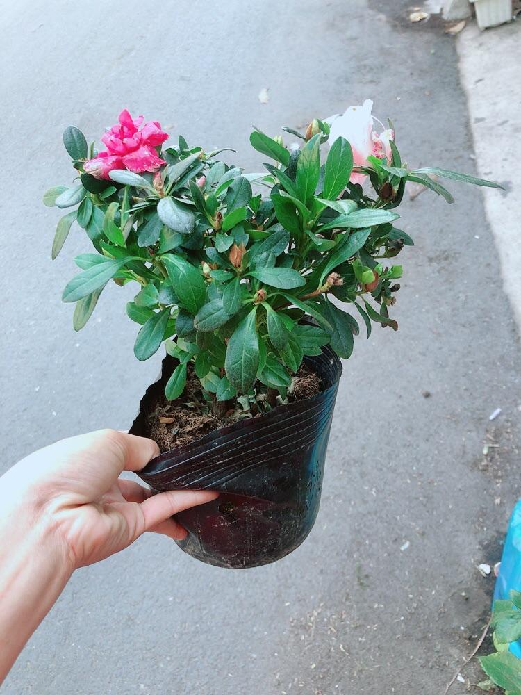 Đỗ Quyên 2 Màu Hoa