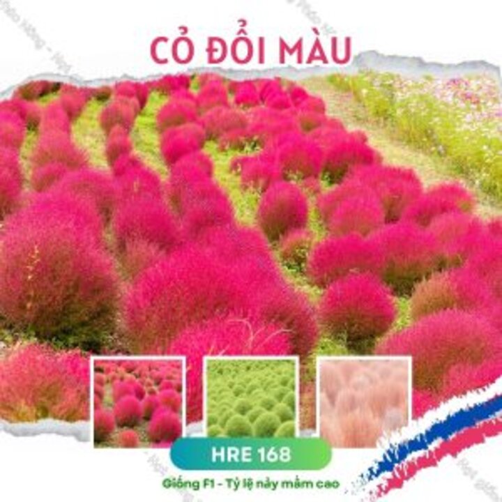 Hạt giống cỏ đổi màu gói 50 hạt