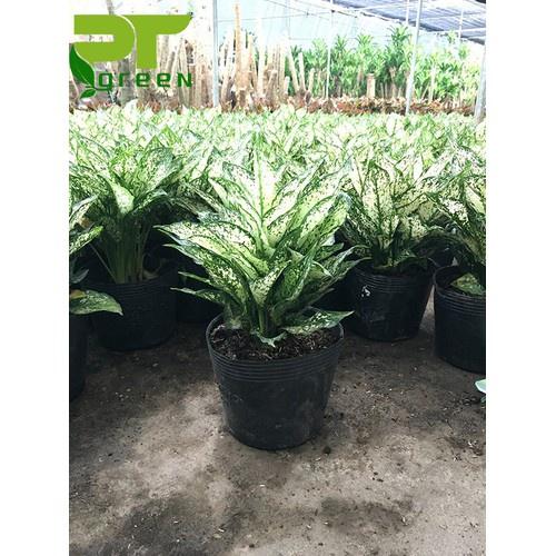 CHẬU CÂY NGỌC NGÂN - CÂY PHONG THỦY ĐỂ BÀN , VƯỢNG PHONG THỦY CHO GIA CHỦ