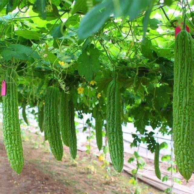 Hạt giống khổ qua khổng lồ Thái Lan - gói 5 hạt