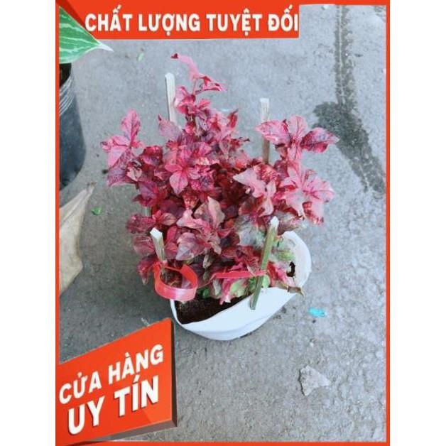 Cây Rubi Đỏ