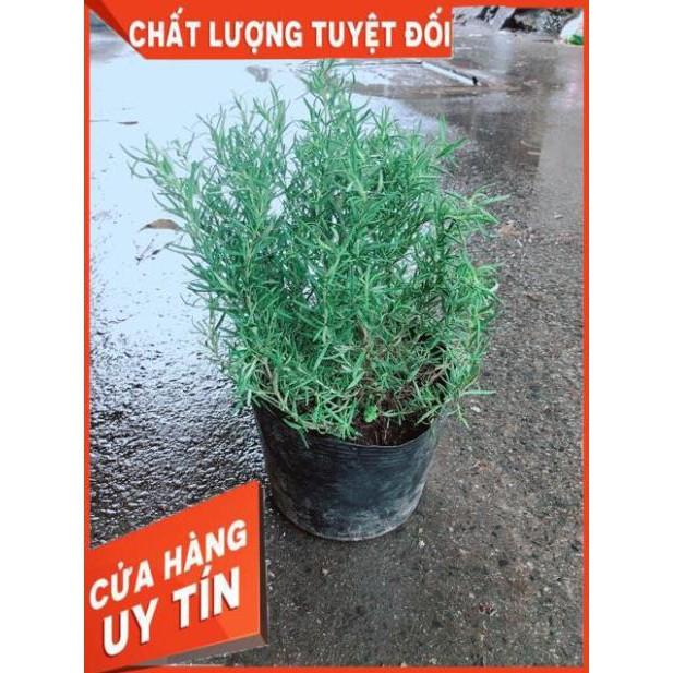 Hương Thảo Lớn