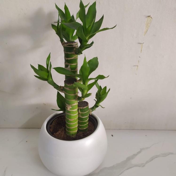 Cây Phát Tài - Cây cảnh để bàn văn phòng