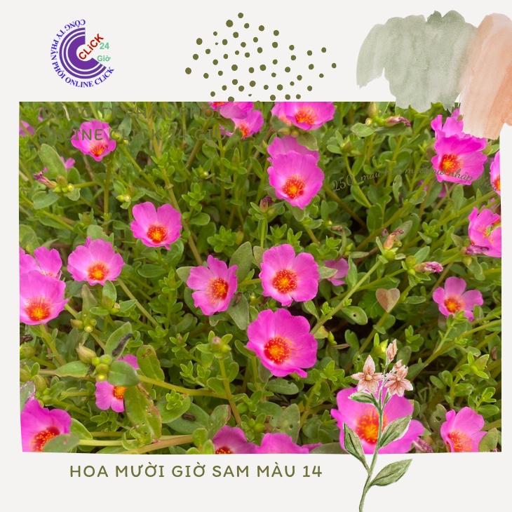 Cành Giống Hoa Sam Chuẩn Sam Thái Nhập Khẩu Hoa To Màu Tím Số 14 Hoa Mười Giờ Sam Giống Mới