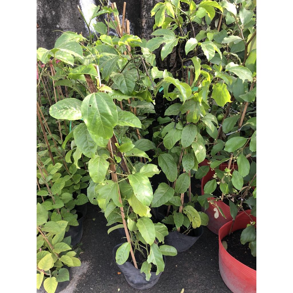 Chậu cây chanh dây trái ngọt
