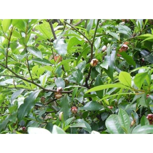 Cây giống HOA LAN TIÊU CÂY ĐẸP CHUẨN HÌNH, CAM KẾT CHẤT LƯỢNG