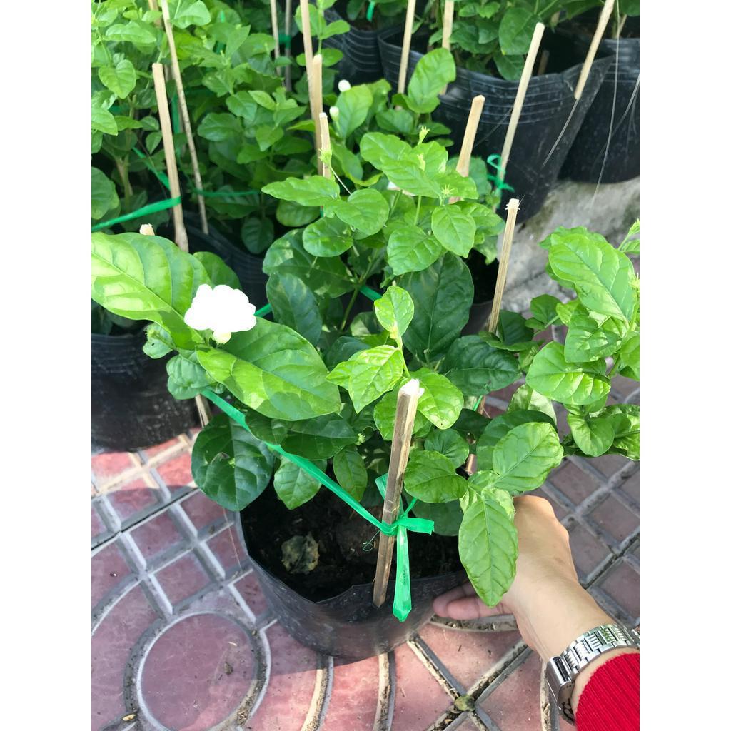 Cây lài trà hoa thơm