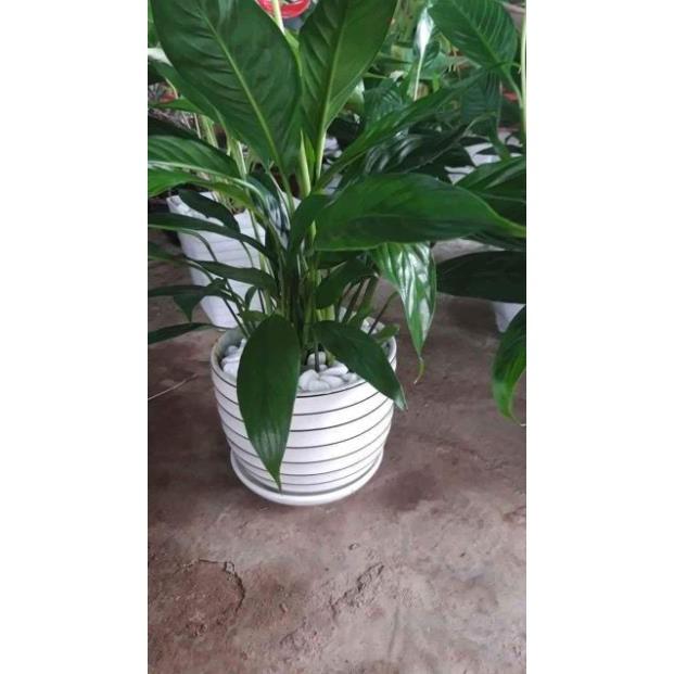 Sản phẩm CÂY HOA LAN Ý ẢNH CHỤP THẬT TẠI NHÀ VƯỜN