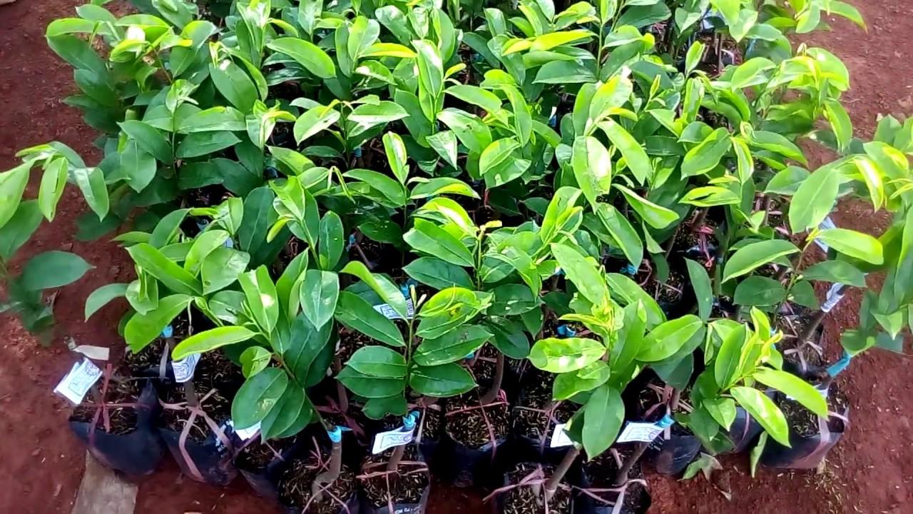 Cây giống mãng cầu xiêm thái lan