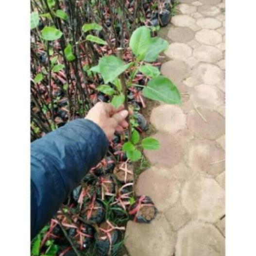 Cây Giống Lê Vàng, Cao 1m