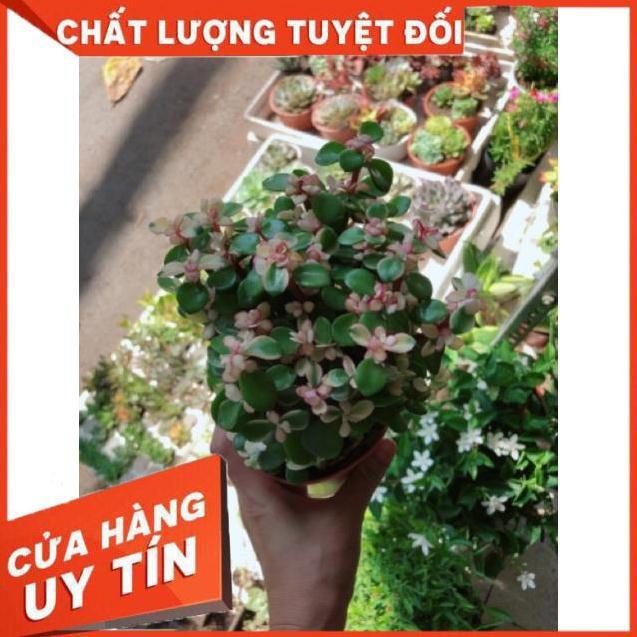 Sen đá đô la trắng