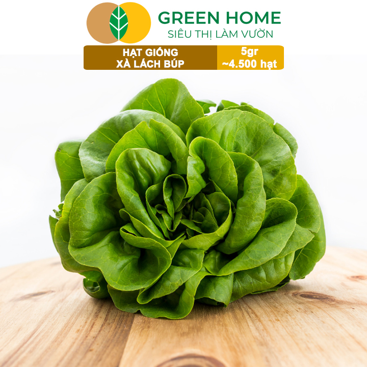 Hạt Giống Xà Lách Búp Greenhome, Gói 5gr~4500 hạt, Dễ Trồng Quanh Năm, Thu Hoạch Nhanh, Năng Suất Cao R20